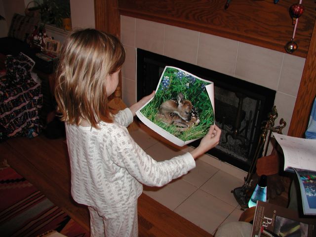 pictureoffawn
