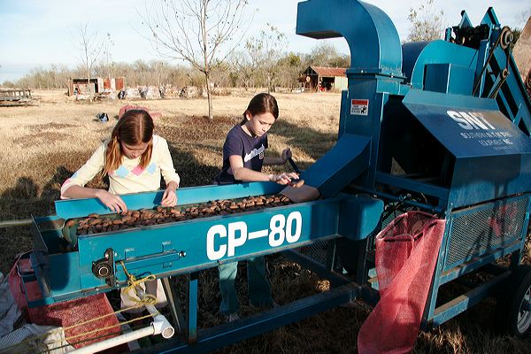 cleaningpecans.jpg