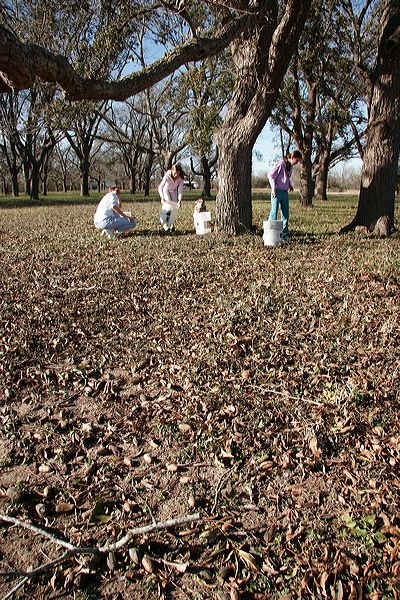 pickingpecans2.jpg
