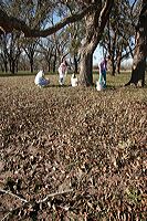 pickingpecans2