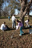 pickingpecans3