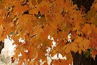 img_4450