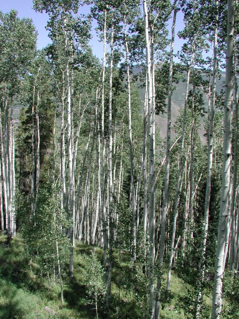 aspens2