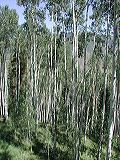 aspens2