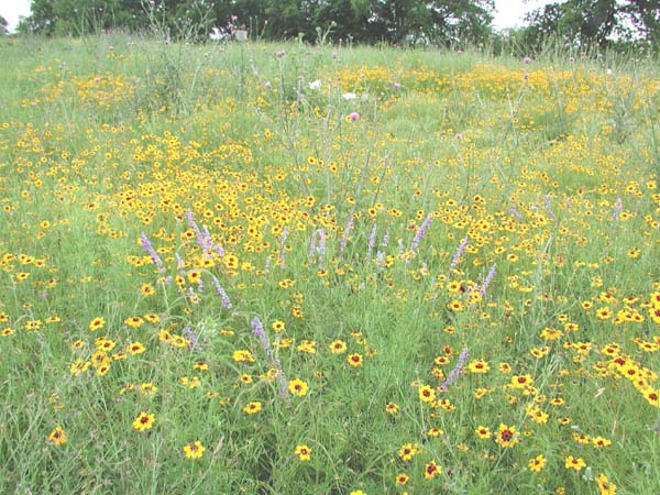 MoreFlowers