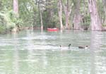 BradSneakingUpOnDucks