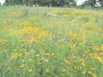 MoreFlowers
