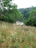 flowersandriver_a