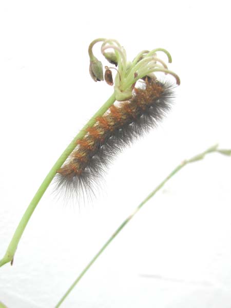 Caterpillar
