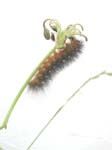 Caterpillar