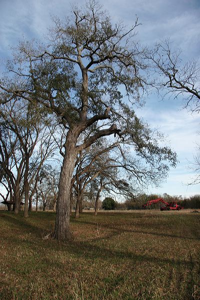 bigoletree.jpg