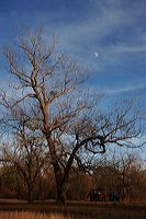 anotherbigtree