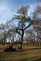 treeandshaker