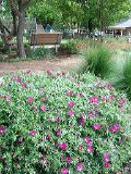 flowers2